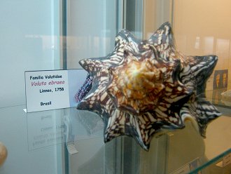 Voluta ebraea 01