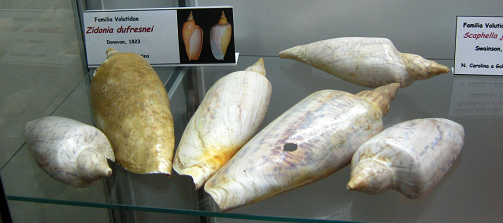 Zidonia dufresnei, vista total