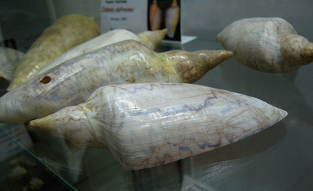 Zidonia dufresnei, primer plano