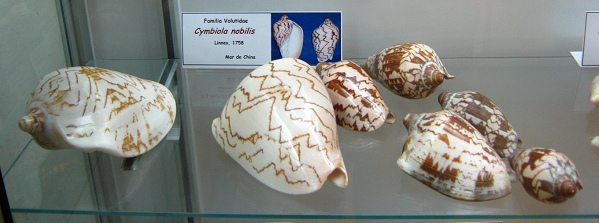 Cymbiola nobilis, vista total