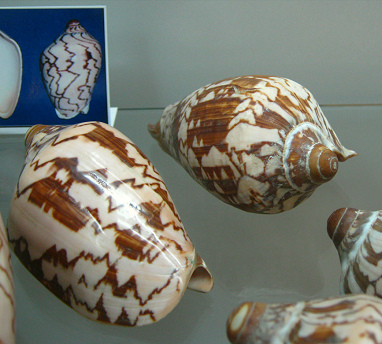 Cymbiola nobilis, primer plano 02