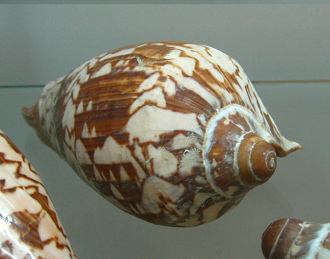 Cymbiola nobilis, primer plano 03