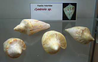 Cymbiola
                          sp