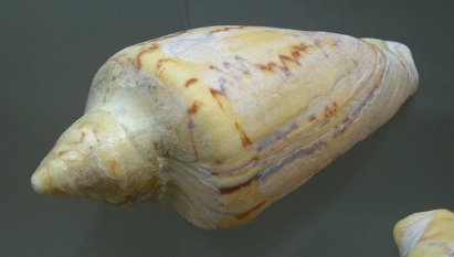 Cymbiola sp, primer plano