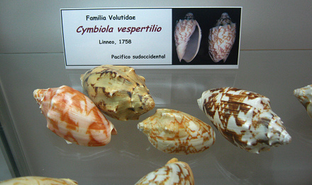 Cymbiola vespertilio