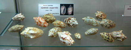 Cymbiola vespertilio, vista total