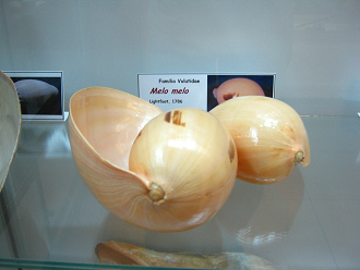 Melo melo, Totale