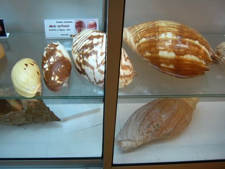 Melo miltonis, vista total total