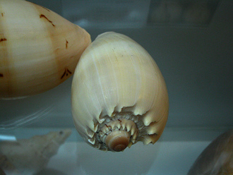 Melo aethiopica, primer plano