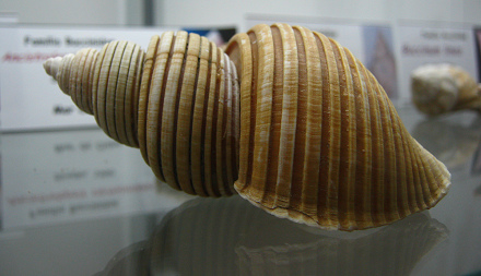 Ancistrolepsis vietnamiensis, primer
                          plano