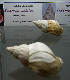Buccinum undatum