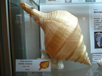 Syrinx aruanus, Nahaufnahme