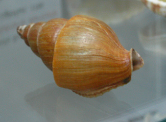 Northia northiae, Nahaufnahme
