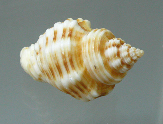 Cantharus spiralis, Nahaufnahme
                                  01