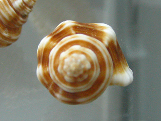 Cantharus spiralis, Nahaufnahme
                                  02, vista de atr�s