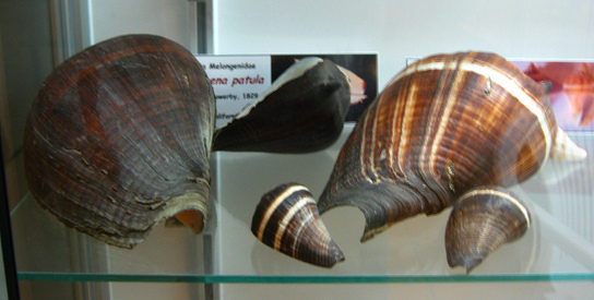 Melongena patula, Totale