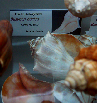 Busycon carica, placa