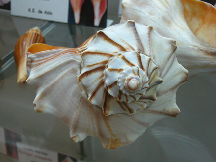 Busycon carica, Nahaufnahme