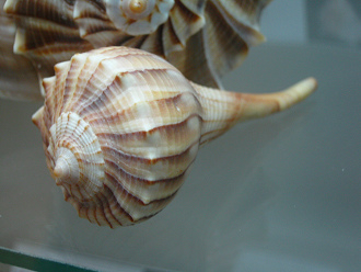 Busycon contrarium, Nahaufnahme