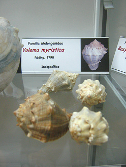 Volema myristica