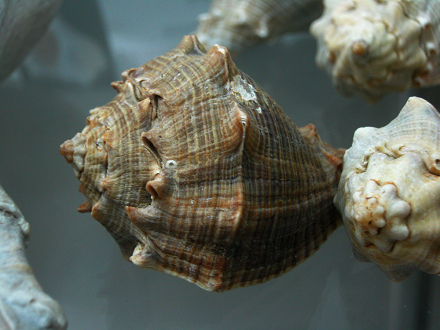 Volema myristica, Nahaufnahme