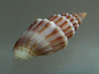 Vexillum exasperatum, primer plano