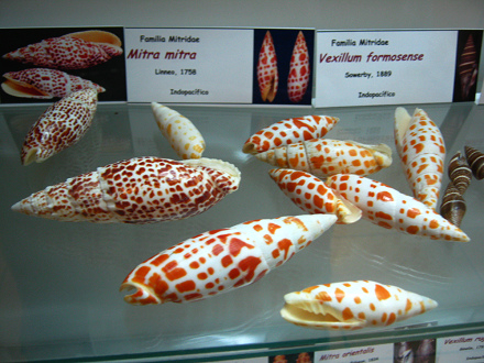 Mitra mitra, vista total