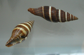 Vexillum formosense, Nahaufnahme