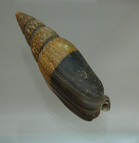 Mitra zonata, Nahaufnahme