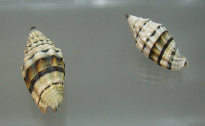 Vexillum plicarium, primer plano