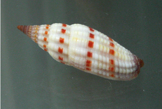 Vexillum sanguisugum, Nahaufnahme