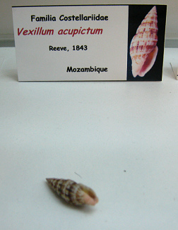 Vexillum acupictum