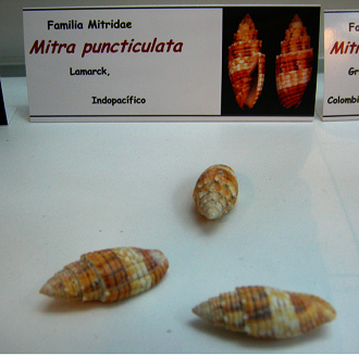 Mitra puncticulata