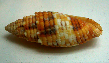 Mitra puncticulata, Nahaufnahme