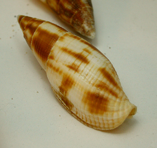 Mitra eremitarium, Nahaufnahme