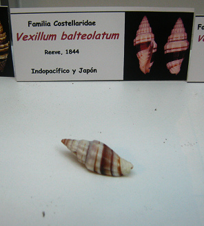 Vexillum balteolatum