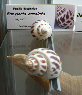 Babylonia areolata