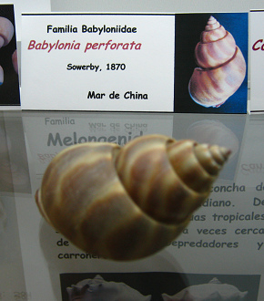 Babylonia perforata