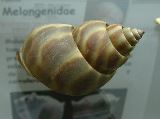 Babylonia perforata, Nahaufnahme