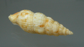 Colubraria muricata, Nahaufnahme