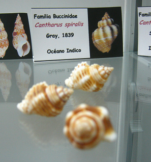 Cantharus spiralis
