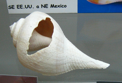 Busycon spiratum, Nahaufnahme 01