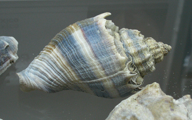 Melongena corona, Nahaufnahme