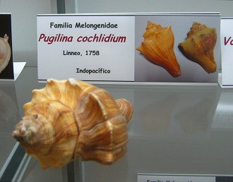 Pugilina cochlidium