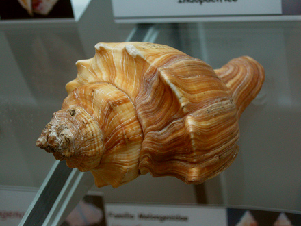 Pugilina cochlidium, Nahaufnahme