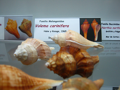 Voleman carinifera, Totale