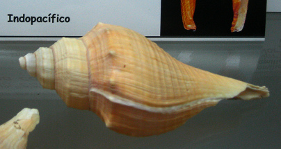 Voleman carinifera, Nahaufnahme