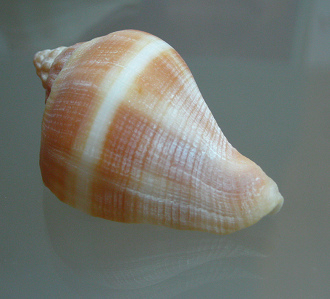 Melongena sp, Nahaufnahme