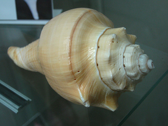 Busycon canalicatum, Nahaufnahme