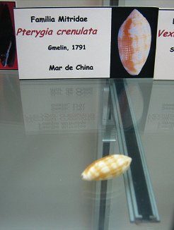 Pterygia crenulata